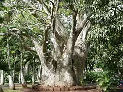 Baobab africain du jardin botanique de Pamplemousses