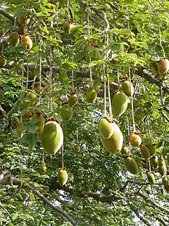 Fruit d'Adansonia digitata