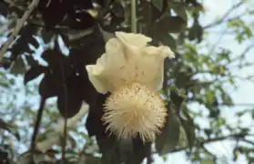 Fleur de Baobab africain (Adansonia digitata).