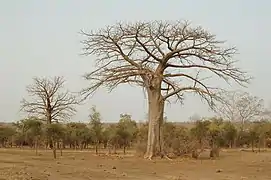 Baobabs (Adansonia digitata).