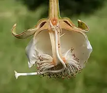 Coupe longitudinale d'une fleur de Baobab africain
