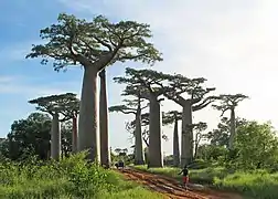 Adansonia grandidieri, Madagascar.