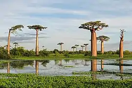 Baobab bouteille malgache (Adansonia grandidieri), classé en danger.d’extinction (EN) à la liste rouge de l'UICN.