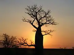 Baobab australien (Adansonia gregorii).