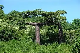 Baobab de Suarez (Adansonia suarezensis).