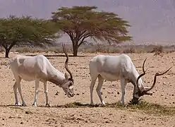 Addax dans la Yotvata Hai-Bar Nature Reserve (Israël).