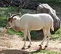 Addax