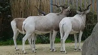 Au parc zoologique de Paris.