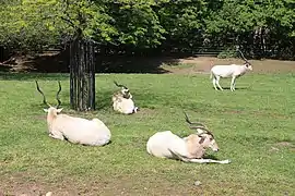 Addax