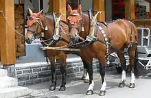 Deux chevaux marrons aux crins noirs attelés à un véhicule hippomobile