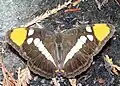 Adelpha bredowii