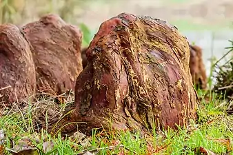 Pneumatophores de Taxodium distichum.