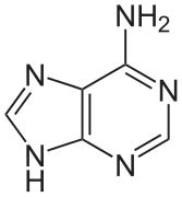 Adénine (A)