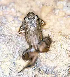 Description de l'image Adenomera hylaedactyla.jpg.