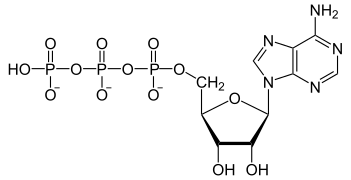 Adénosine triphosphate (ATP)