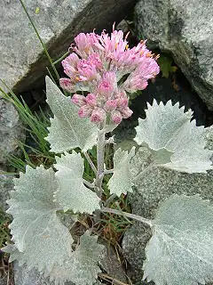 Adenostyles leucophylla