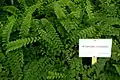 Adiantum caudatum