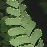 Adiantum cunninghamii