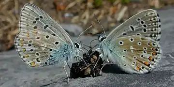 Deux Azurés bleu célestes (Lysandra bellargus) se nourrissant d'une crotte