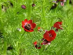 Vue d'une plante dont les fleurs simples, rouge vif au cœur noir, dépassent du feuillage découpé.