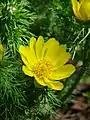 Adonis de printemps (Adonis vernalis)