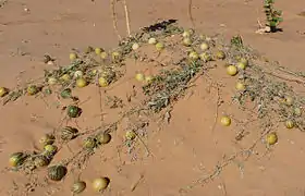 Plante rampante dans le désert, avec des fruits sphériques verts striés de blanc, ou jaunes pour les plus mûrs