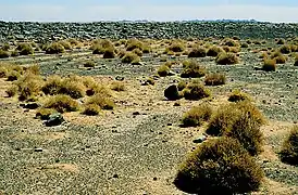 Végétation de l'Adrar (Mauritanie) en mars 1997.