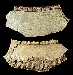 Fragment de mandibule de cheval, Muséum de Toulouse