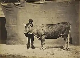 Vache Garonnaise, âgée de 5 à 6 ans, 1856.