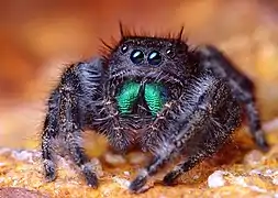 Phidippus audax ♀.