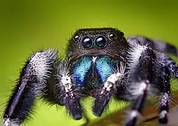 Phidippus audax ♂.