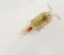 Tigriopus brevicornis (Copepoda)