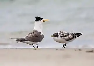 Adulte et juvénile sur l'île Bruny.