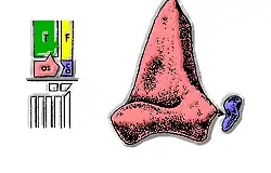 À droite schéma de l'agencement des os du tarse, à gauche, dessins de l'imbrication entre l'astragale (en rouge) et le calcanéum (en bleu).