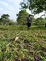 Un HeroRAT cherche une mine sur le terrain d'entraînement de Morogoro, en Tanzanie en détection directe