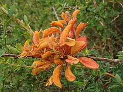 inflorescence de Berberis buxifolia (Berbéris à feuilles de buis)