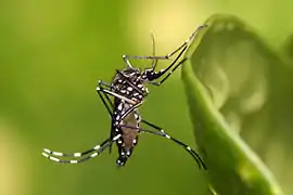 Moustique (ici, de l'espèce Aedes aegypti)