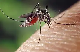 image d'un moustique dans l'abdomen translucide est rouge du sang ingéré, posée sur un doigt humain