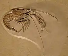 Aeger elegans, une espèce fossile.