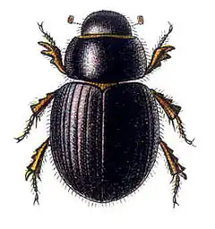 Aegialia arenaria