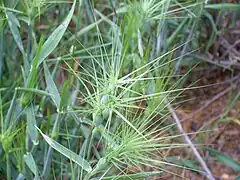 Inflorescence d'Aegilops geniculata.