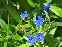 Grémil pourpre bleu.