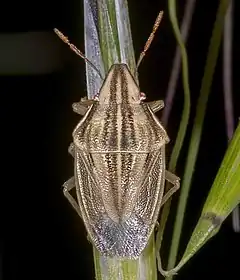 Aelia acuminata Adulte