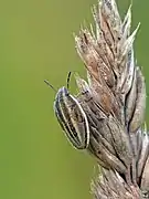 Aelia acuminata Juvenile