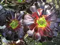 Aeonium arboreum var. atropurpureum