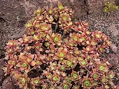 Aeonium decorum