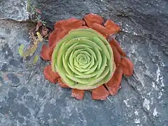 Rosette avec les feuilles extérieures séchées