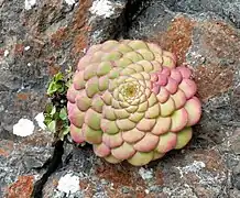 Rosette de feuilles densément serrées.