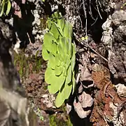 Rosette en vue latérale.