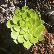 Rosette de feuilles.